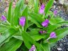 Show product details for Roscoea australis